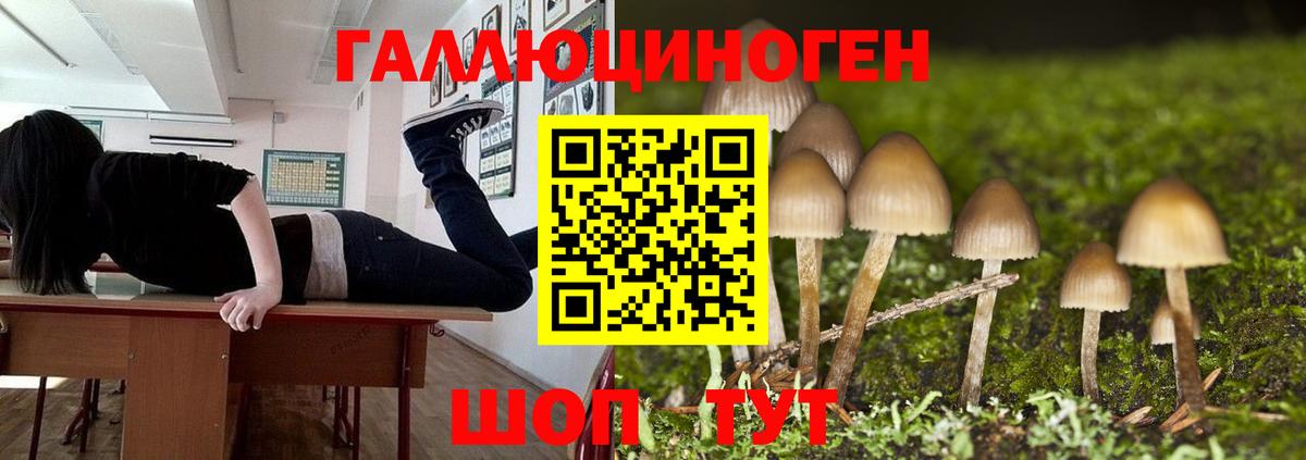 Псилоцибиновые грибы GOLDEN TEACHER Приморско-Ахтарск